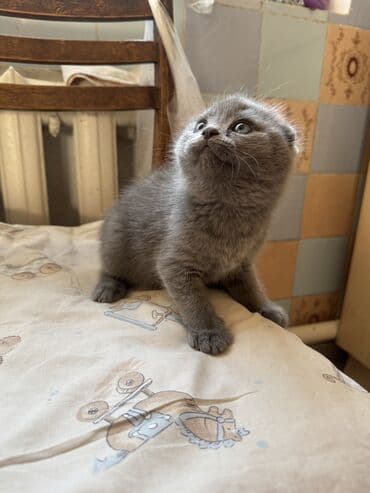 домик для кошки купить: Осталось два мальчика! Котята скоттиш-фолд. родились 2 октября. к — 5