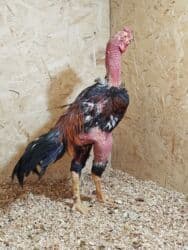 номер приюта для животных бишкек: Дакан короз сатылат чечек болуп калган жеп ичиши жакшы айыктырып алам — 1