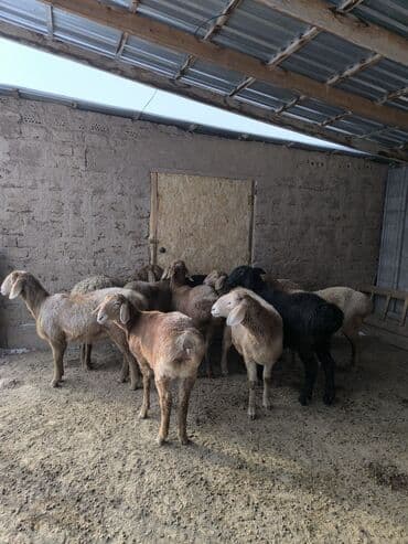 баран меранос: Продаю | Овца (самка), Ягненок | Арашан | Для разведения | Ярка — 7