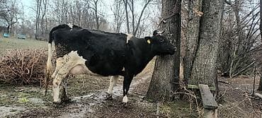 продаю телку: Продаю | Корова (самка) | Для молока | Привязанные — 3