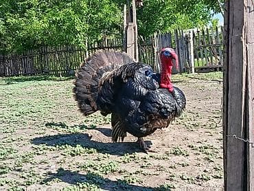 голуби почтовые: Продаю | Индюк (самец) | Для разведения | Племенные — 2