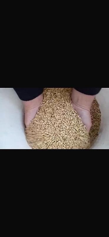 картошка на корм: Кормовые добавки и компоненты для комбикормов Описание: - Жмых/шрот — 5