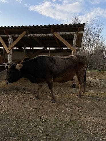 Продаю | Корова (самка) | Для молока