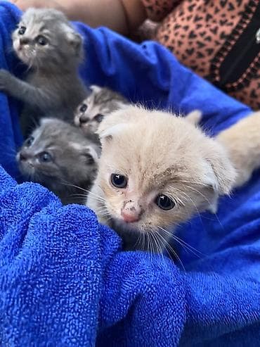 кошка породы мейн кун: Котята с короткими ушками - Пушистые малыши с выразительными глазами — 1