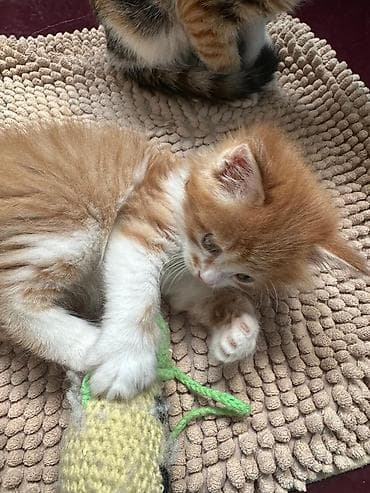 рыжий котёнок купить: КОТЁНОК МАЛЬЧИК 1,5 МЕСЯЦА. Рыжево-белый котёнок с пушистой шерстью и — 2