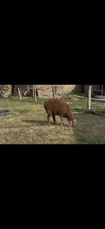 goat: Продаю | Овца (самка) | Арашан | Для разведения | Племенные — 3