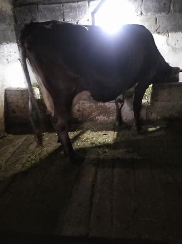просто ат: Продаю | Корова (самка) | Швицкая | Для молока | Стельные — 3