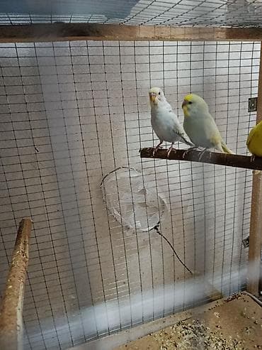 жаныбарлар: Волнистый пара редкий окраска радужный — 1