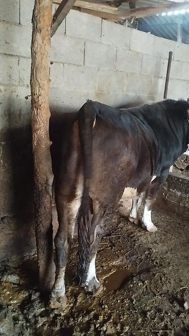 домики для телят: Продаю | Бык (самец) | На откорм | Привязанные — 3