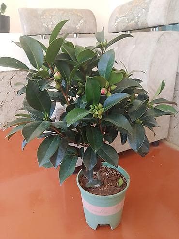 комнатные растения бишкек инстаграм: Камелия в горшке — компактный вечнозелёный куст с глянцевыми — 1