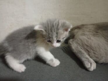 шиншилла британская кошка цена: Когтеточке. Подойдут для семьи с детьми: ласковые, любят играть и — 5