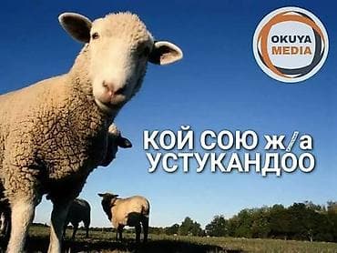 Кой союп, устукандап беребиз! Үйүңүздөргө барып союп беребид