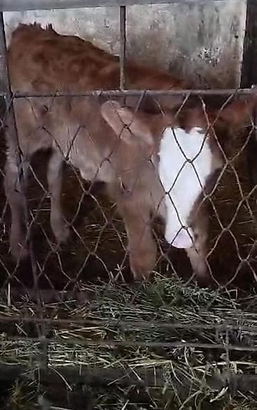 Продаю | Музоо, торпок