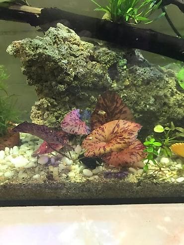 рыба кои: Нимфея тигровая (Nymphaea lotus ‘Red’) для аквариума - Яркая — 2