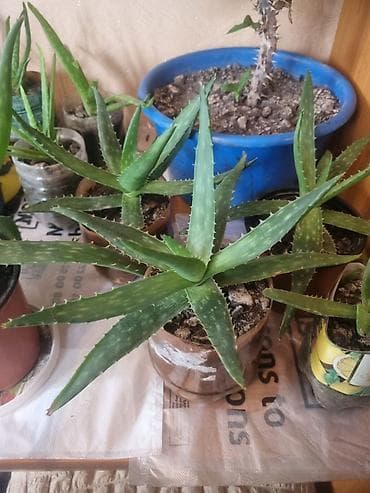 вечная роза: Алоэ вера (Aloe vera) в горшках - Суккулент с мясистыми зелёными — 2