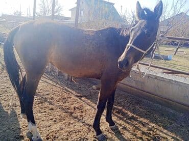 Собаки: Продаю | Кобыла (самка) | Рабочий — 2