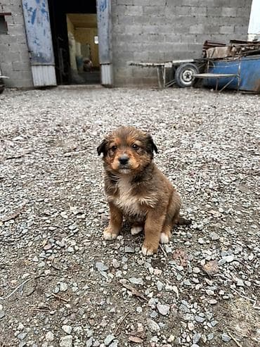сколько стоит щенок сенбернара: Порода/тип: щенки от крупной служебной собаки (родители с выраженным — 5