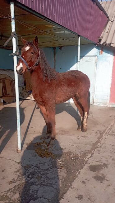 мышык бишкек: Сатам | Бээ (ургаачы) — 2