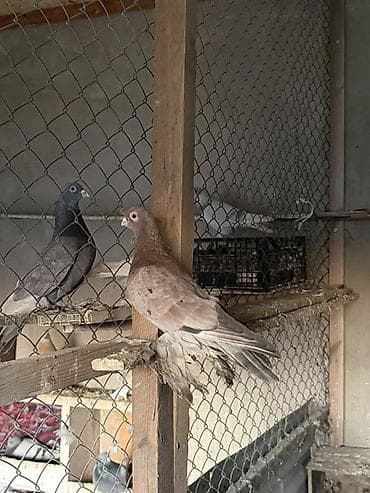 бычки кант: Порода: голубь с оперёнными лапами (чубатый/космоногий тип) — 3