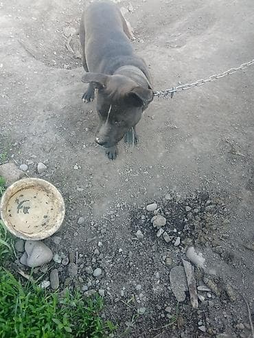 голландская овчарка: Мощный и преданный американский стаффордширский терьер с крепким — 2