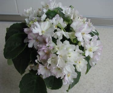 детки: В продаже трейлерные (ампельные и кустовые)фиалки🌺🥀🌺: детки — 9