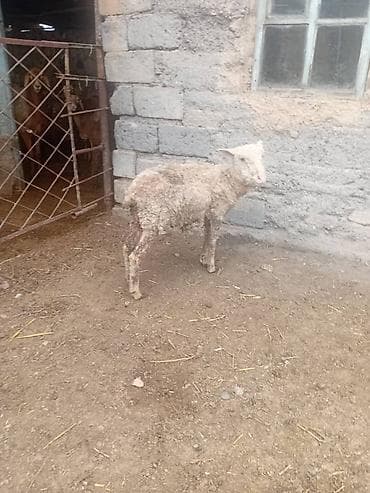 собака пикинес: Продаю | Ягненок | Для разведения — 2