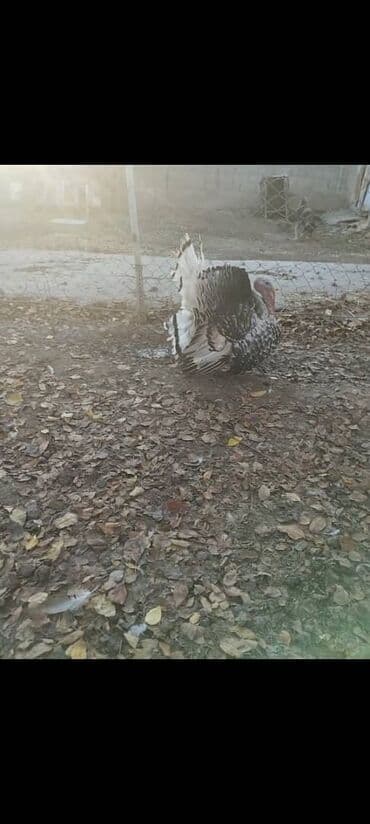 продажа щенков немецкой овчарки с документами в бишкеке: Продаю | Индюк (самец) | Северокавказская | Для разведения | Племенные — 1