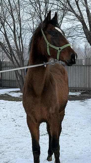 лошадь маленький: Продаю | Жеребец | Для разведения — 10