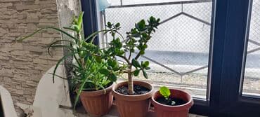 Садовые цветы и кустарники