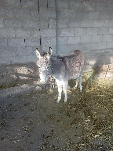 манчкин котята: Осёл (молодой, компактного роста) Описание: - Домашний осёл — 2