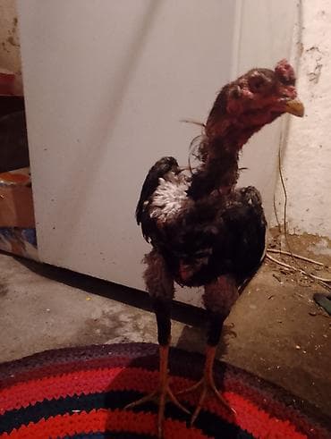 поилки для курей: Продаю | Петух | Бойцовая | Для разведения — 2