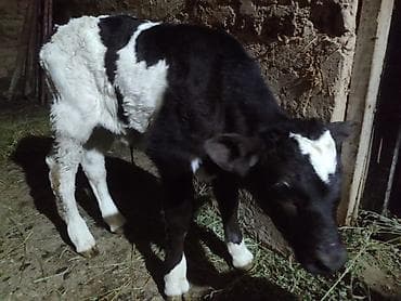 С/х животные и товары: Продаю | Корова (самка) | Для молока | После отела — 10