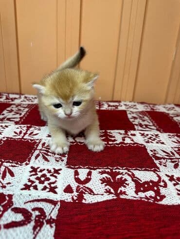 британская длинношёрстная кошка: Открыто бронирование Британские котята, окрас золотой шиншилла — 6