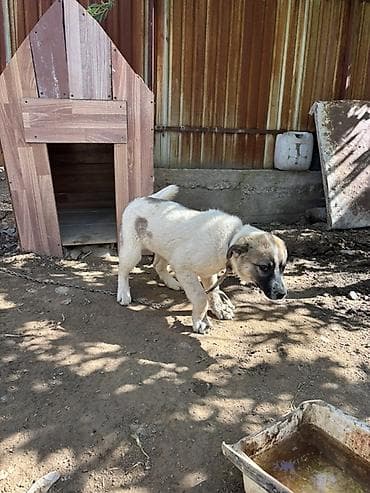 Щенок крупной породы для охраны участка/дома. - Возраст: примерно 4–6 — 2