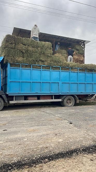 к 700 трактор: Заказать Мерседес Гигант, Перевозка скота, C грузчиком — 7