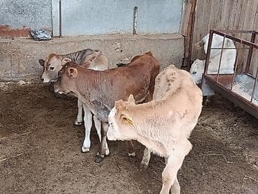 шотландская кошка цена бишкек: Продаю | Бык (самец), Музоо, торпок | Ангус, Алатауская, Швицкая | На откорм, На забой, Для разведения | Племенные, Искусственник — 2
