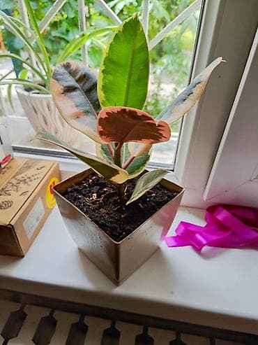 эластика: Фикус эластика вариегатный (Ficus elastica, сорт с пестрыми листьями) — 3