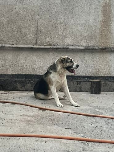 продаю тайган: Алабай, 3 года, Самец, С прививкой, С родословной — 6