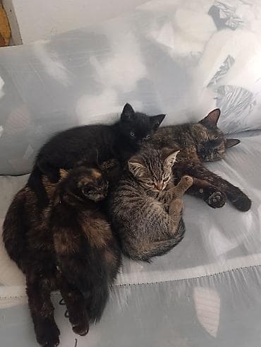 приют для котят бишкек: 🐾💔 СРОЧНАЯ ПРОСЬБА О ПОМОЩИ ДЛЯ КОТЯТ И КОШКИ! Дорогие друзья! Очень — 1