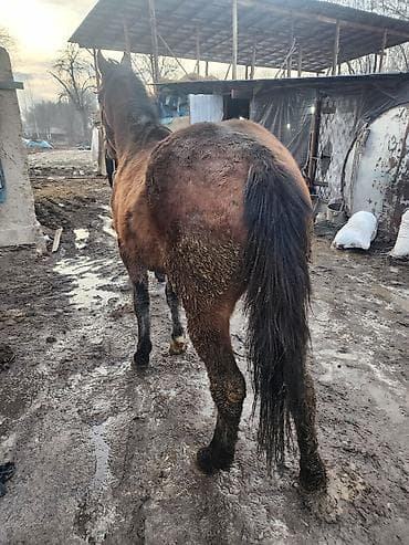 кон: Продаю | Кобыла (самка) | Полукровка | Рабочий | Мерин — 5