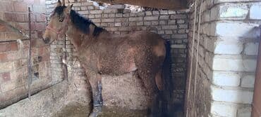 Продаю | Жеребец | Дончак | На забой | Мерин