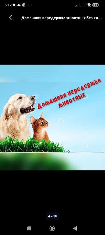 жучок: Домашняя передержка животных — 1