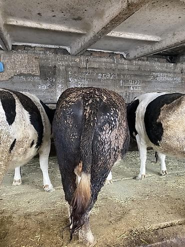 А/ч жаныбарлары үчүн тоюттар: Сатам | Кунаажын — 3