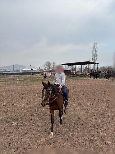 собака пидбуль: Продаю | Конь (самец) | Конный спорт — 1