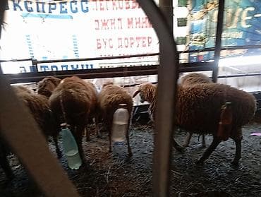 козу цена: Продаю | Баран (самец) | На забой — 5