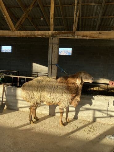 в связи с переездом отдам попугая жако в добрые руки: Продаю | Баран (самец) | Арашан | Для разведения — 12