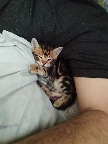 ош коты: Скотиш Страйт (Шотландская прямоухая), 1 месяц, Девочка, Серебристая шиншилла, Метис — 4