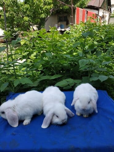 декоративные корсеты бишкек: Карликовые барашки разных расцветов. очень дружелюбные быстро — 13