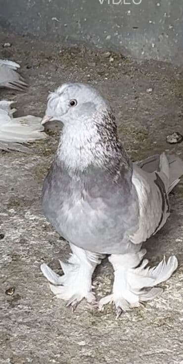 сколько стоят вислоухие кошки: Продается такла пара племенная плодная в подарок пискун 2 месячный — 4