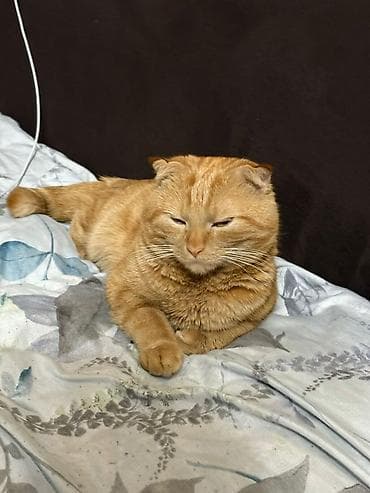 котик шотландский: Шотландский вислоухий кот, окраса «рыжий табби». Описание: - Породные — 5